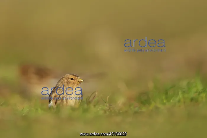 : Twite (Carduelis flavirostris) feeding on seeds, The Netherlands, Zeeland, Oesterdam : Twite (Carduelis flavirostris) feeding on seeds, The Netherlands, Zeeland, Oesterdam