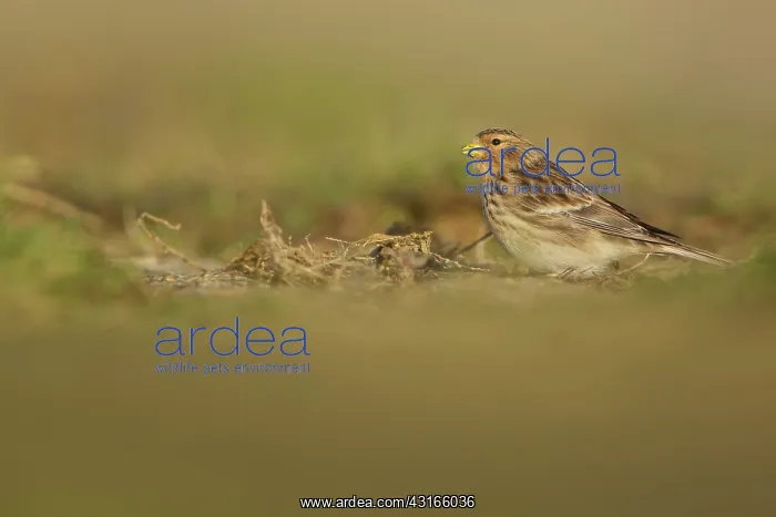 : Twite (Carduelis flavirostris) feeding on seeds, Zeeland, Oesterdam : Twite (Carduelis flavirostris) feeding on seeds, Zeeland, Oesterdam