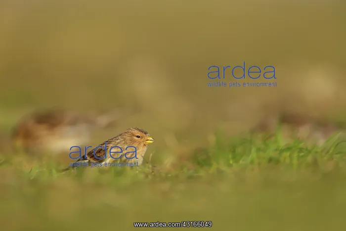  : Twite (Carduelis flavirostris) feeding on seeds, Zeeland, Oesterdam