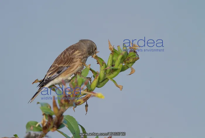 : Twite (Carduelis flavirostris) foraging on evening primrose : Twite (Carduelis flavirostris) foraging on evening primrose