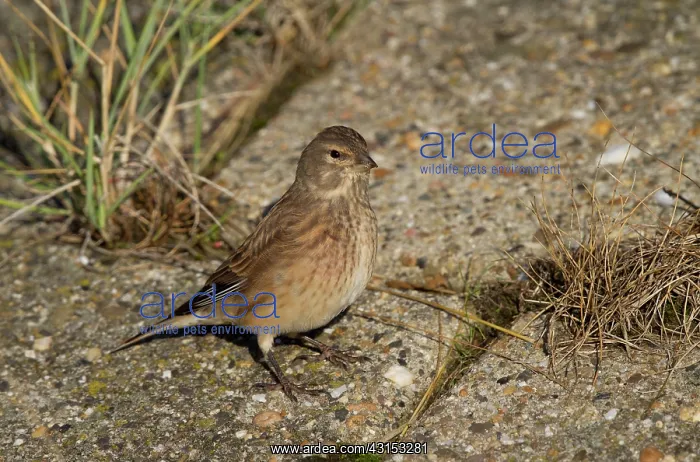 : Twite (Carduelis flavirostris) foraging on seeds near sea-wall : Twite (Carduelis flavirostris) foraging on seeds near sea-wall