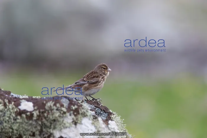 : Twite (Carduelis flavirostris) singing on a rock during breeding season : Twite (Carduelis flavirostris) singing on a rock during breeding season