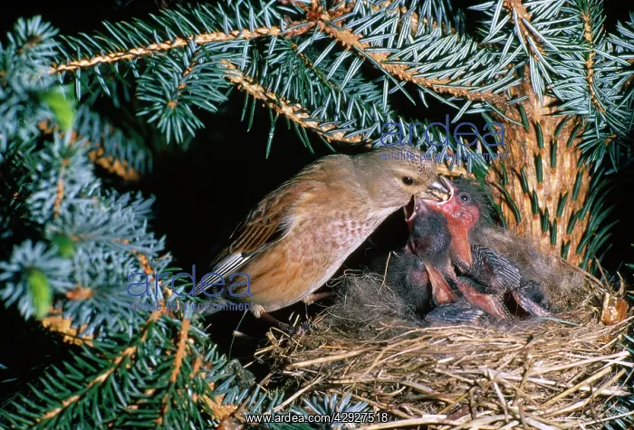 : TWITE - feeding young at nest : TWITE - feeding young at nest