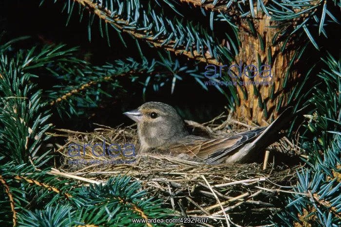 : Twite - on nest : Twite - on nest