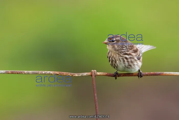 : Twite - Single adult perching on fence : Twite - Single adult perching on fence