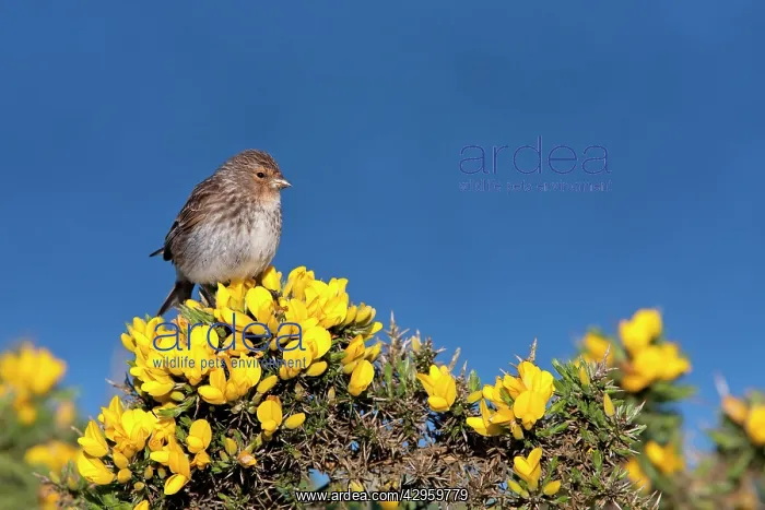 : Twite - Single adult perching on gorse : Twite - Single adult perching on gorse