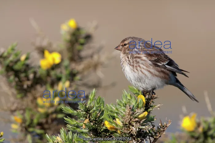 : Twite - Single adult perching on gorse : Twite - Single adult perching on gorse