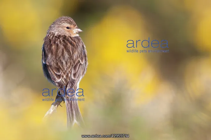 : Twite - Single adult perching on gorse : Twite - Single adult perching on gorse
