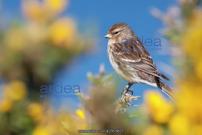 : Twite - Single adult perching on gorse : Twite - Single adult perching on gorse