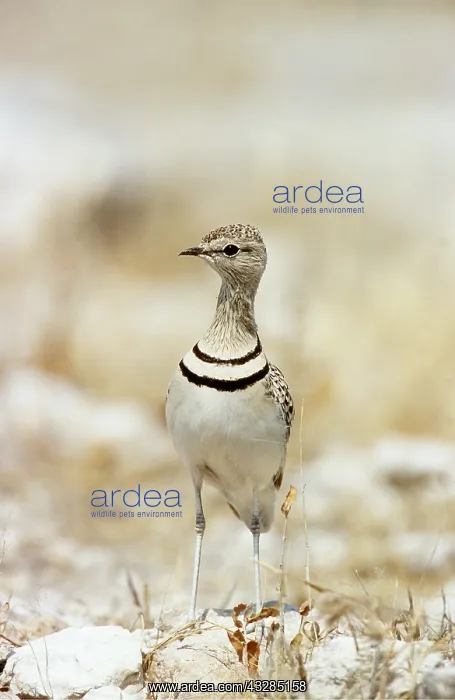: Two-banded COURSER : Two-banded COURSER