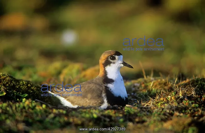 : Two-banded Plover - sitting on nestS : Two-banded Plover - sitting on nestS