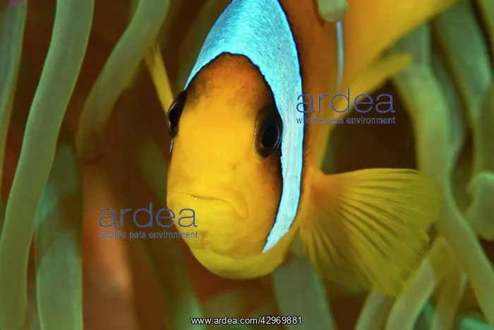  : Two-Banded  /  Red Sea Anemonefish