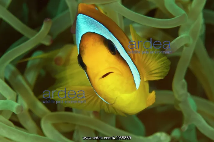 : Two-Banded / Red Sea Anemonefish : Two-Banded / Red Sea Anemonefish
