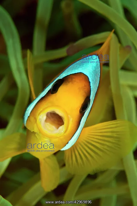 : Two-Banded / Red Sea Anemonefish - yawning : Two-Banded / Red Sea Anemonefish - yawning