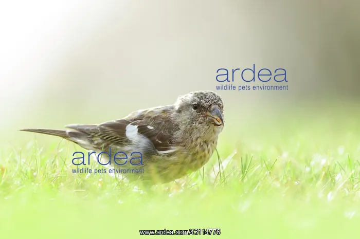 : Two-barred Crossbill : Two-barred Crossbill