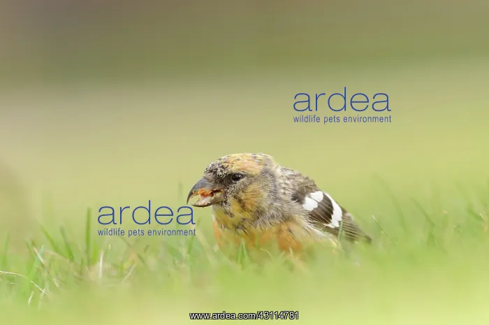 : Two-barred Crossbill : Two-barred Crossbill