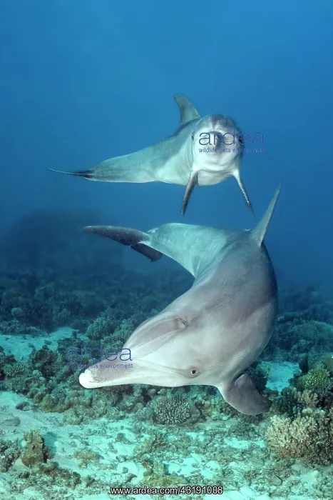 : Two, bottlenose dolphin (Tursiops truncatus), female : Two, bottlenose dolphin (Tursiops truncatus), female