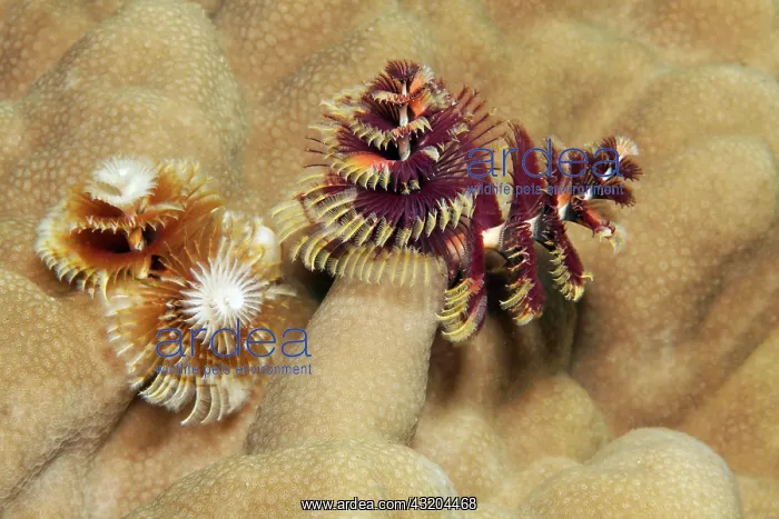 : Two, Christmas tree worm (Spirobranchus giganteus) : Two, Christmas tree worm (Spirobranchus giganteus)