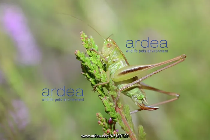  : Two-coloured bush-cricket (Bicolorana bicolor)