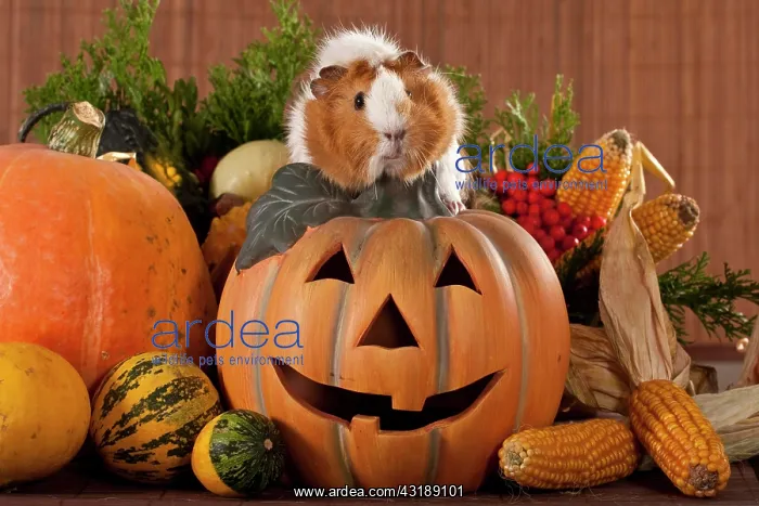 : Two-coloured guinea pig sitting on a Halloween pumpkin : Two-coloured guinea pig sitting on a Halloween pumpkin