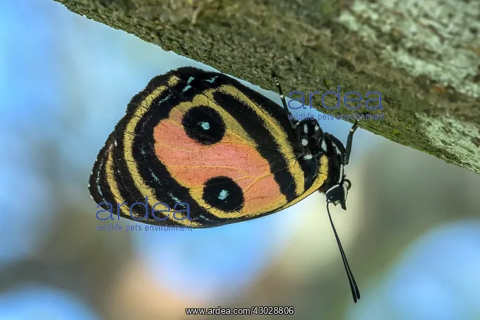  : Two-eyed 88, butterfly, Los Llanos, Colombia