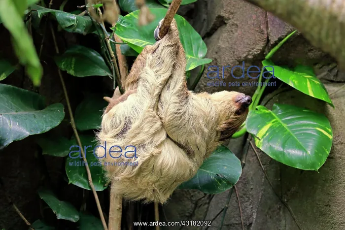 : Two-fingered sloth (Choloepus didactylus), adult : Two-fingered sloth (Choloepus didactylus), adult
