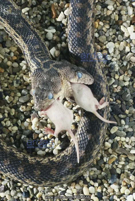 : Two-headed Gopher Snake : Two-headed Gopher Snake