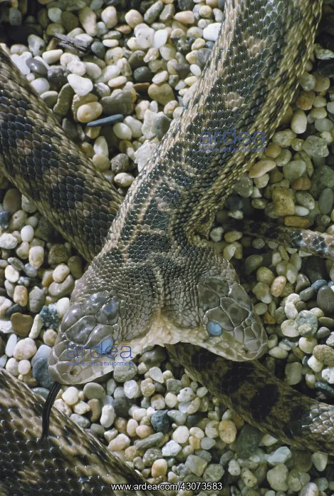 : Two-headed Gopher Snake : Two-headed Gopher Snake