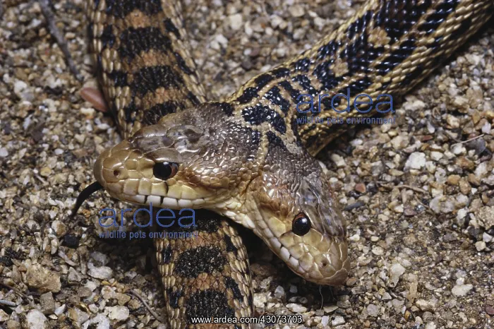 : Two-headed Gopher Snake : Two-headed Gopher Snake