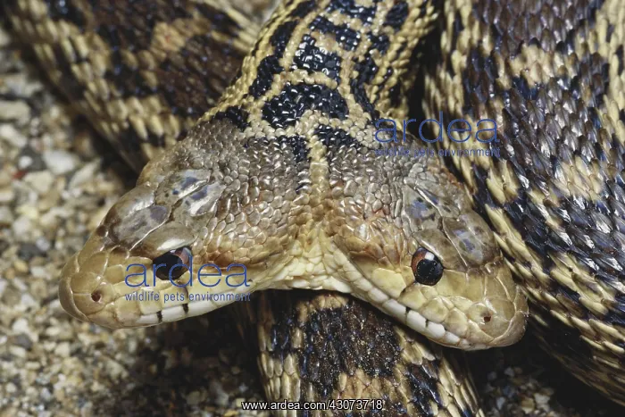: Two-headed Gopher Snake : Two-headed Gopher Snake