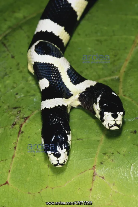 : Two-headed King Snake : Two-headed King Snake
