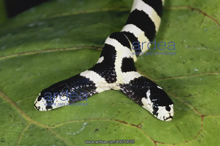 : Two-headed King Snake : Two-headed King Snake