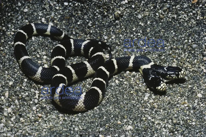: Two-headed King Snake : Two-headed King Snake