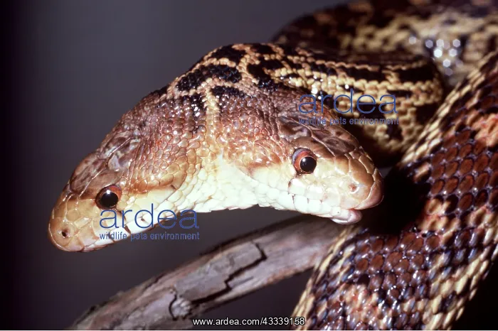 : Two-Headed Pacific Gopher Snake : Two-Headed Pacific Gopher Snake