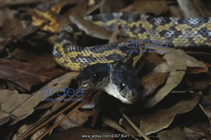 : Two-headed Rat Snake : Two-headed Rat Snake