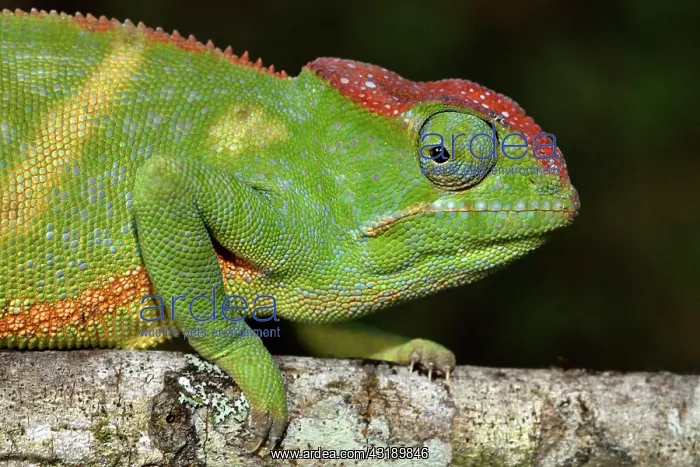 : Two-horned chameleon (Furcifer bifidus) female on : Two-horned chameleon (Furcifer bifidus) female on