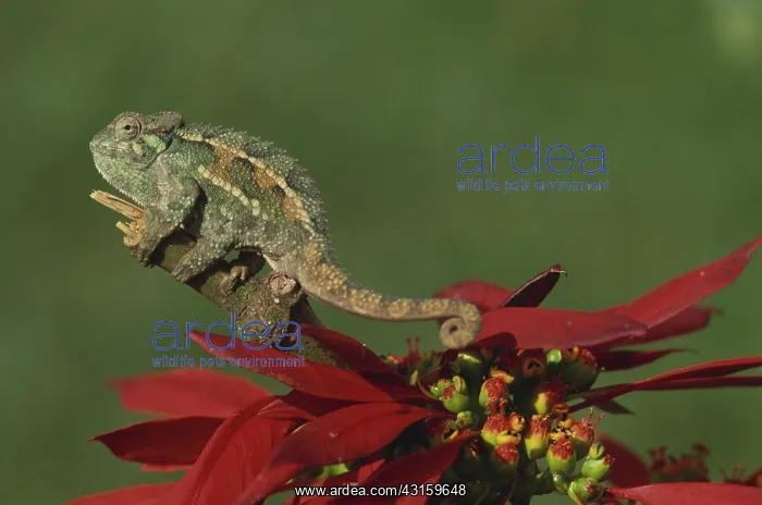 : Two-Lined Chameleon : Two-Lined Chameleon