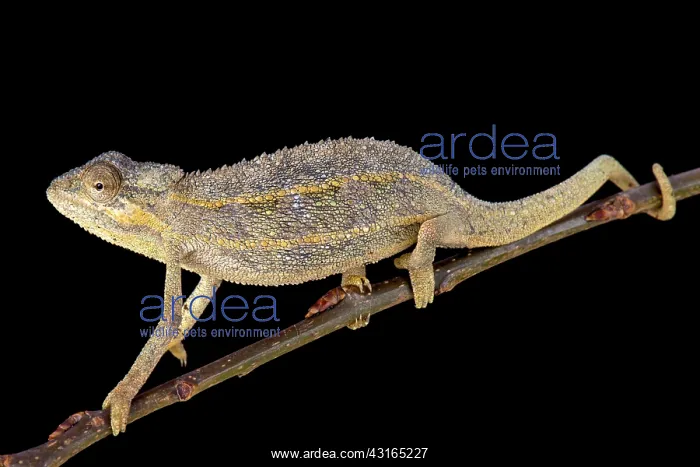 : Two-lined chameleon (Trioceros bitaeniatus), Tanzania : Two-lined chameleon (Trioceros bitaeniatus), Tanzania