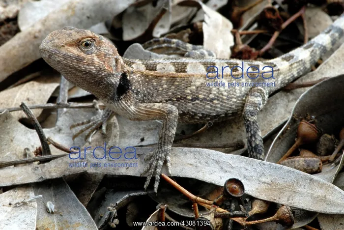: Two-lined Dragon : Two-lined Dragon