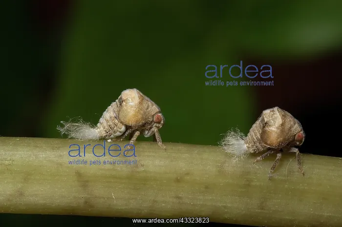 : Two-lined Planthopper nymphs : Two-lined Planthopper nymphs