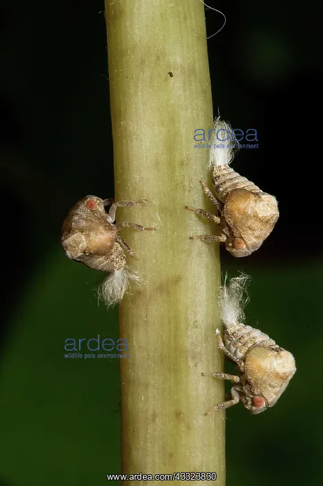 : Two-lined Planthopper nymphs : Two-lined Planthopper nymphs