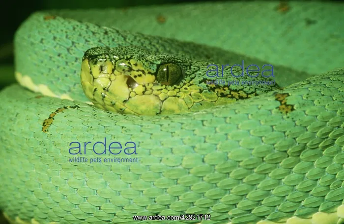: Two-Lined Tree Viper : Two-Lined Tree Viper