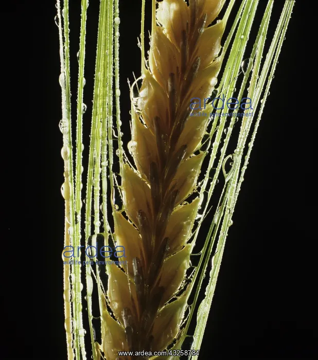 : Two-row Barley (Hordeum vulgare) : Two-row Barley (Hordeum vulgare)