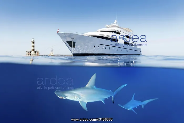 : Two, Scalloped Hammerhead (Sphyrna lewini) Shark : Two, Scalloped Hammerhead (Sphyrna lewini) Shark