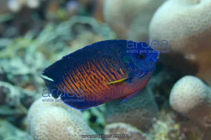 : Two-spined Angelfish - Lone Tree dive site, Dili : Two-spined Angelfish - Lone Tree dive site, Dili