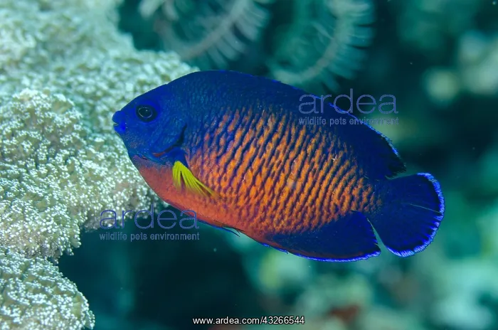 : Two-spined Angelfish - Lone Tree dive site, Dili : Two-spined Angelfish - Lone Tree dive site, Dili