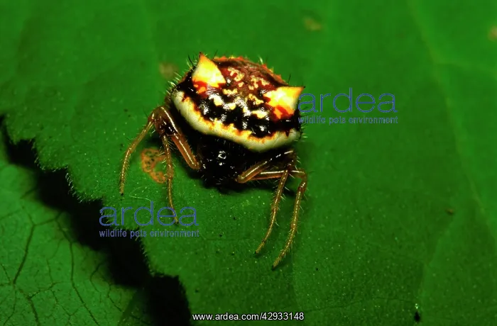 : Two-spined spider - in daytime resting position : Two-spined spider - in daytime resting position