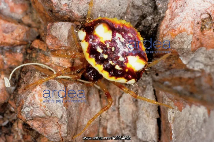: Two-spined spider - a species that can change abdomen : Two-spined spider - a species that can change abdomen