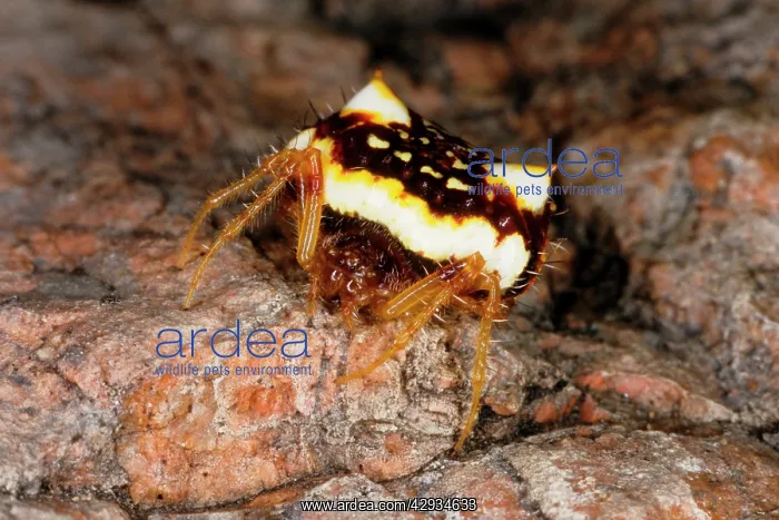 : Two-spined spider - A species that can change abdomen : Two-spined spider - A species that can change abdomen