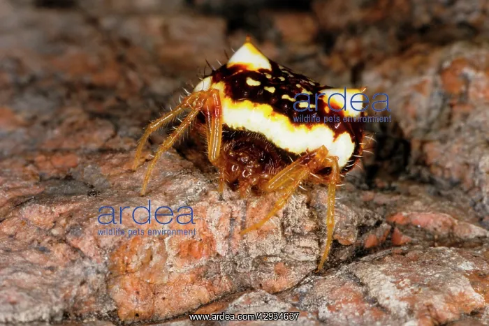 : Two-spined spider - a species that can change abdomen : Two-spined spider - a species that can change abdomen